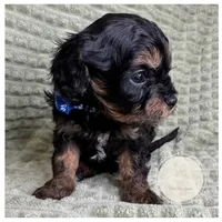 Captain, a male Cavapoo for sale in Waynesboro, MS – Photo 2 of 3