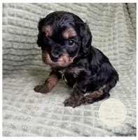Captain, a male Cavapoo for sale in Waynesboro, MS – Photo 1 of 3