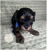 Captain, a male Cavapoo for sale in Waynesboro, MS – Photo 3 of 3