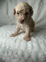 Mills, a male Poodle - Miniature  for sale in Waynesboro, MS – Photo 4 of 5