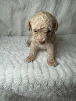Mills, a male Poodle - Miniature  for sale in Waynesboro, MS – Photo 3 of 5