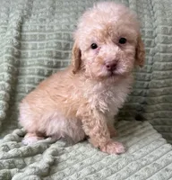 Mills, a male Poodle - Miniature  for sale in Waynesboro, MS – Photo 1 of 5