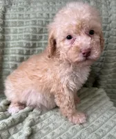 Mills, a male Poodle - Miniature  for sale in Waynesboro, MS – Photo 2 of 5