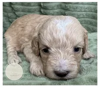 Hewie, a male Yorkipoo for sale in Waynesboro, MS – Photo 5 of 5