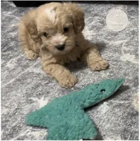 Hewie, a male Yorkipoo for sale in Waynesboro, MS – Photo 4 of 5