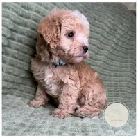 Hewie, a male Yorkipoo for sale in Waynesboro, MS – Photo 2 of 5