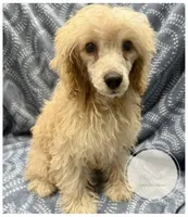 Hewie, a male Yorkipoo for sale in Waynesboro, MS – Photo 1 of 5