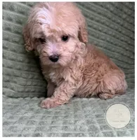 Hewie, a male Yorkipoo for sale in Waynesboro, MS – Photo 3 of 5