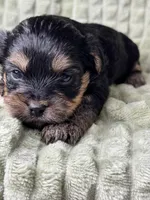 Mia, a female Yorkipoo for sale in Waynesboro, MS – Photo 2 of 5