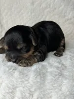 Mia, a female Yorkipoo for sale in Waynesboro, MS – Photo 4 of 5