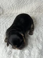 Mia, a female Yorkipoo for sale in Waynesboro, MS – Photo 5 of 5