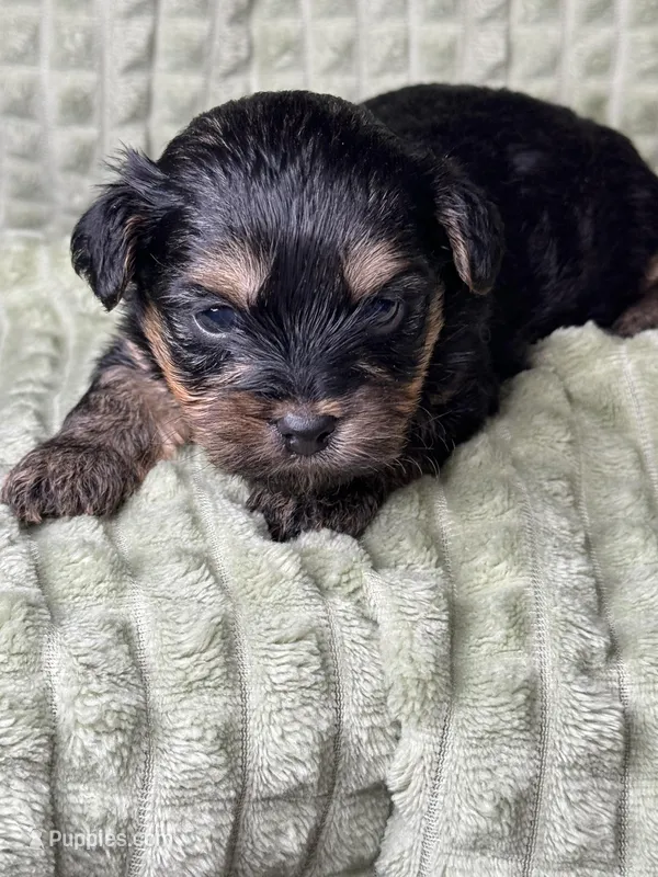 Mia, a female Yorkipoo for sale in Waynesboro, MS – Photo 1 of 5