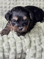 Mia, a female Yorkipoo for sale in Waynesboro, MS – Photo 1 of 5