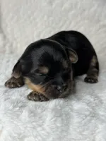 Mia, a female Yorkipoo for sale in Waynesboro, MS – Photo 3 of 5