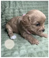 Cassie, a female Cavapoo for sale in Waynesboro, MS – Photo 3 of 3