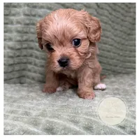 Cassie, a female Cavapoo for sale in Waynesboro, MS – Photo 2 of 3