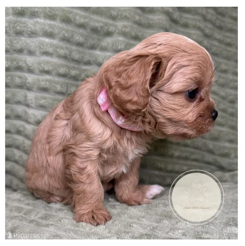 Cassie, a female Cavapoo for sale in Waynesboro, MS – Photo 1 of 3
