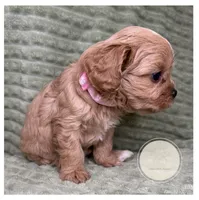 Cassie, a female Cavapoo for sale in Waynesboro, MS – Photo 1 of 3