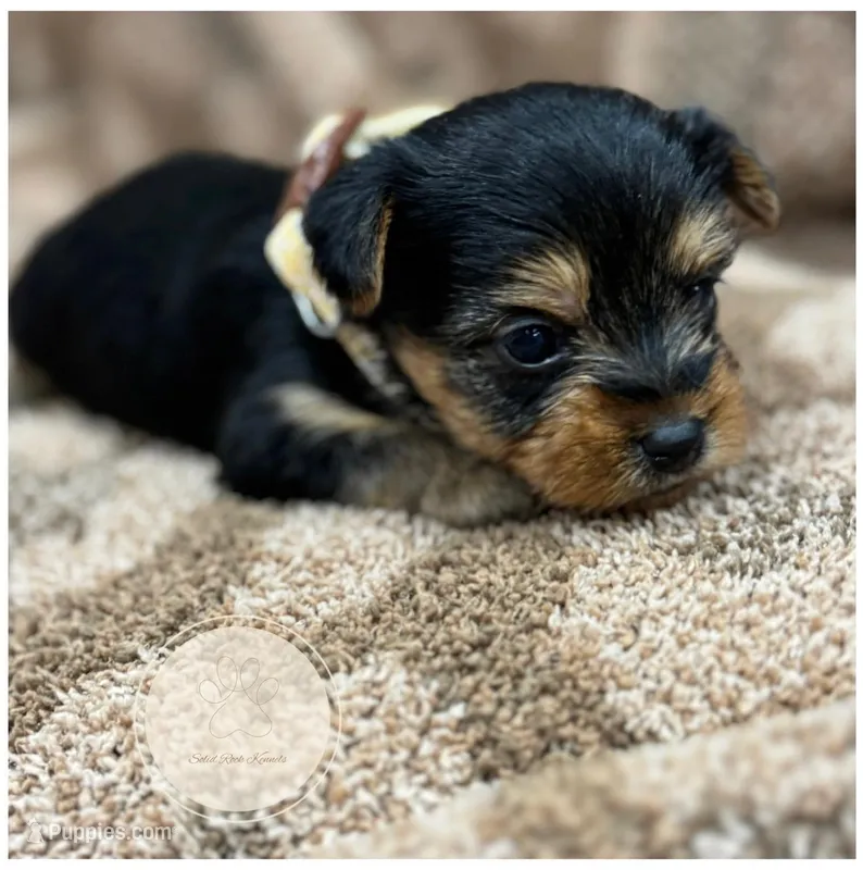 Fern, a female Yorkshire Terrier for sale in Waynesboro, MS – Photo 1 of 1