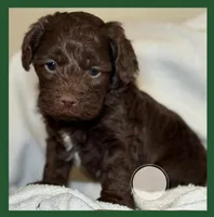 Forest, a male Cockapoo for sale in Waynesboro, MS – Photo 1 of 2