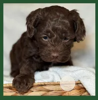Forest, a male Cockapoo for sale in Waynesboro, MS – Photo 2 of 2