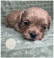 Callie, a female Cavapoo for sale in Waynesboro, MS – Photo 3 of 3