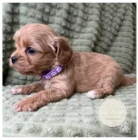 Callie, a female Cavapoo for sale in Waynesboro, MS – Photo 2 of 3