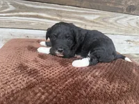 Leighton, a male Aussiedoodle for sale in Columbia City, IN – Photo 2 of 3