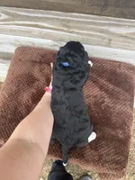 Leighton, a male Aussiedoodle for sale in Columbia City, IN – Photo 3 of 3