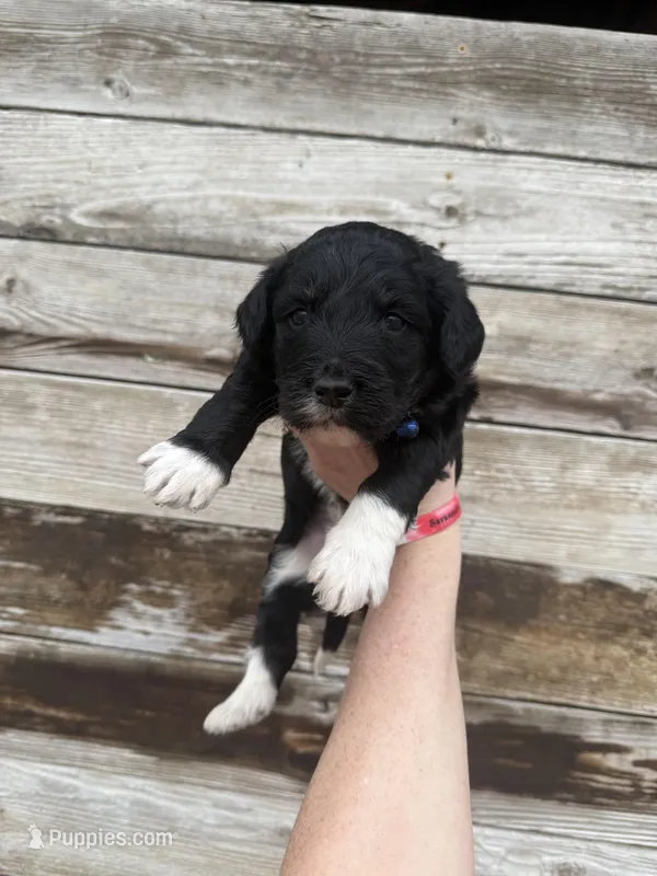 Leighton – Aussiedoodle puppy for sale in Columbia City, IN