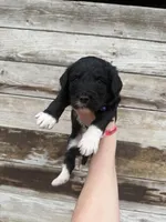 Leighton, a male Aussiedoodle for sale in Columbia City, IN – Photo 1 of 3