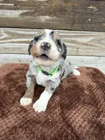 Lakyn, a male Aussiedoodle for sale in Columbia City, IN – Photo 3 of 7
