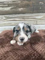 Lakyn, a male Aussiedoodle for sale in Columbia City, IN – Photo 4 of 7