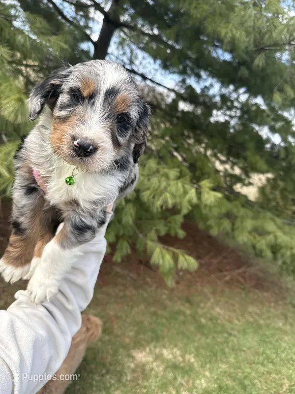 Lakyn – Aussiedoodle puppy for sale in Columbia City, IN