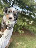 Lakyn, a male Aussiedoodle for sale in Columbia City, IN – Photo 1 of 10