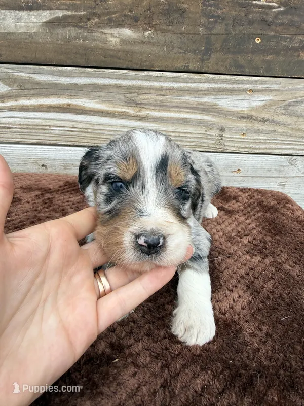 Lakyn – Aussiedoodle puppy for sale in Columbia City, IN