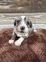 Lakyn, a male Aussiedoodle for sale in Columbia City, IN – Photo 2 of 7