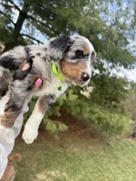 Lakyn, a male Aussiedoodle for sale in Columbia City, IN – Photo 9 of 10