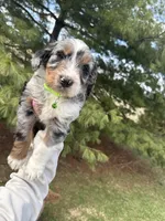 Lakyn, a male Aussiedoodle for sale in Columbia City, IN – Photo 5 of 10