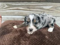 Lakyn, a male Aussiedoodle for sale in Columbia City, IN – Photo 6 of 7