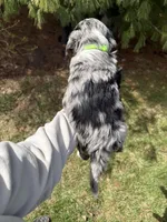 Lakyn, a male Aussiedoodle for sale in Columbia City, IN – Photo 10 of 10
