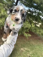 Lakyn, a male Aussiedoodle for sale in Columbia City, IN – Photo 6 of 10