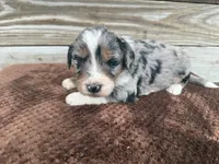 Lakyn, a male Aussiedoodle for sale in Columbia City, IN – Photo 5 of 7