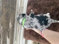 Lakyn, a male Aussiedoodle for sale in Columbia City, IN – Photo 7 of 7
