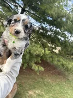 Lakyn, a male Aussiedoodle for sale in Columbia City, IN – Photo 7 of 10