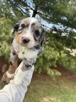 Lakyn, a male Aussiedoodle for sale in Columbia City, IN – Photo 8 of 10