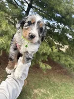 Lakyn, a male Aussiedoodle for sale in Columbia City, IN – Photo 3 of 10