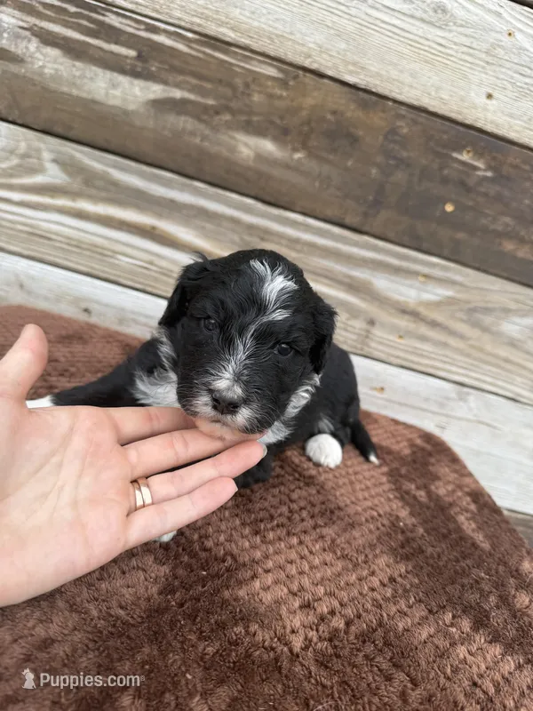 Layla – Aussiedoodle puppy for sale in Columbia City, IN