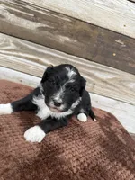 Layla, a female Aussiedoodle for sale in Columbia City, IN – Photo 2 of 5