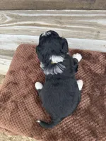 Layla, a female Aussiedoodle for sale in Columbia City, IN – Photo 5 of 5